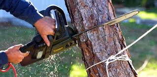 How Our Tree Care Process Works  in  Talahi Island, GA