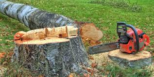 How Our Tree Care Process Works  in  Talahi Island, GA
